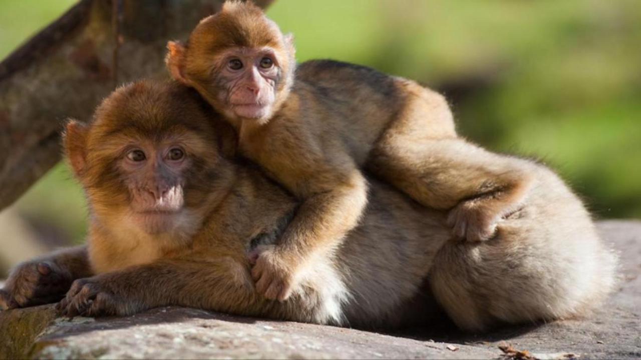 La Brie A 15Mn De Disneyland Et Village Nature Neufmoutiers-en-Brie Dış mekan fotoğraf